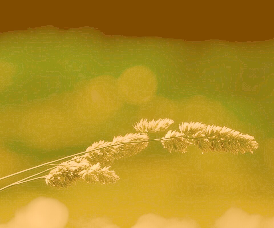 Травинка обои