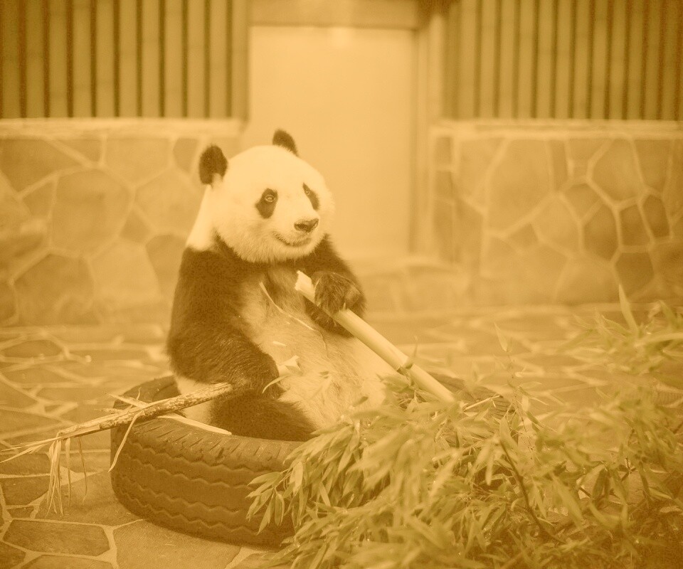 Панда точит бамбук обои