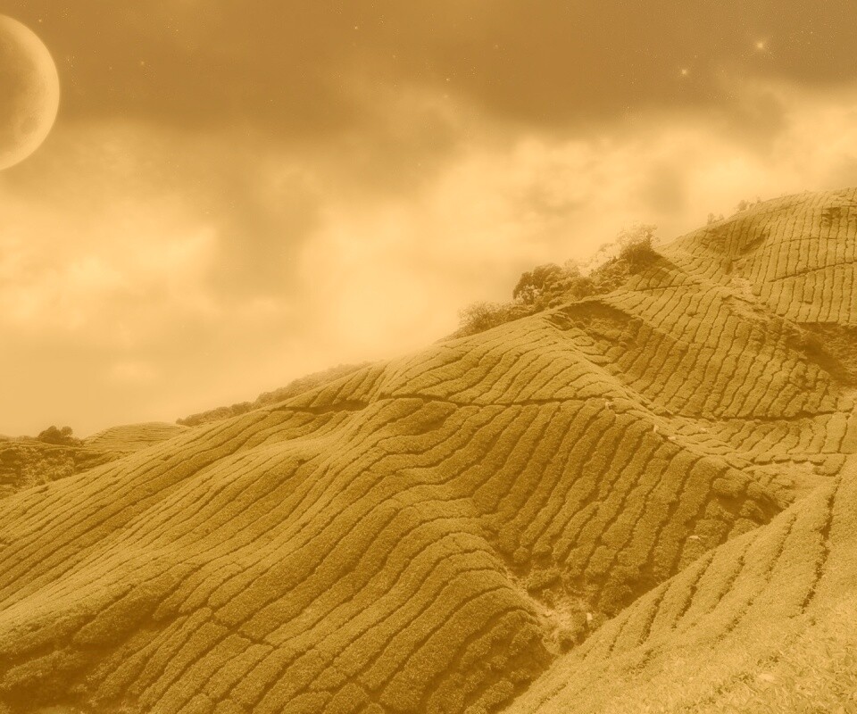 Чайные поля обои