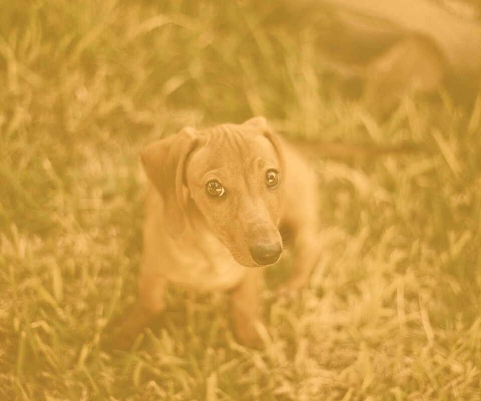 Маленькая милая такса обои