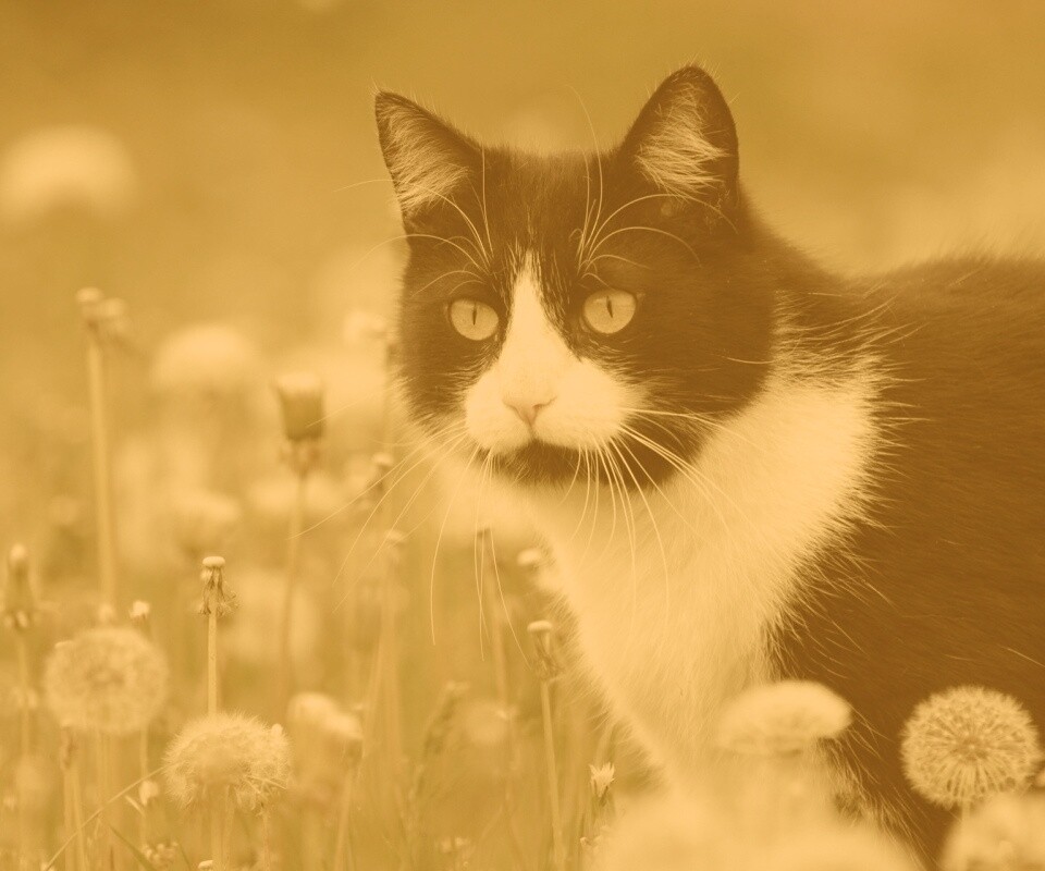 Кот в одуванчиках обои