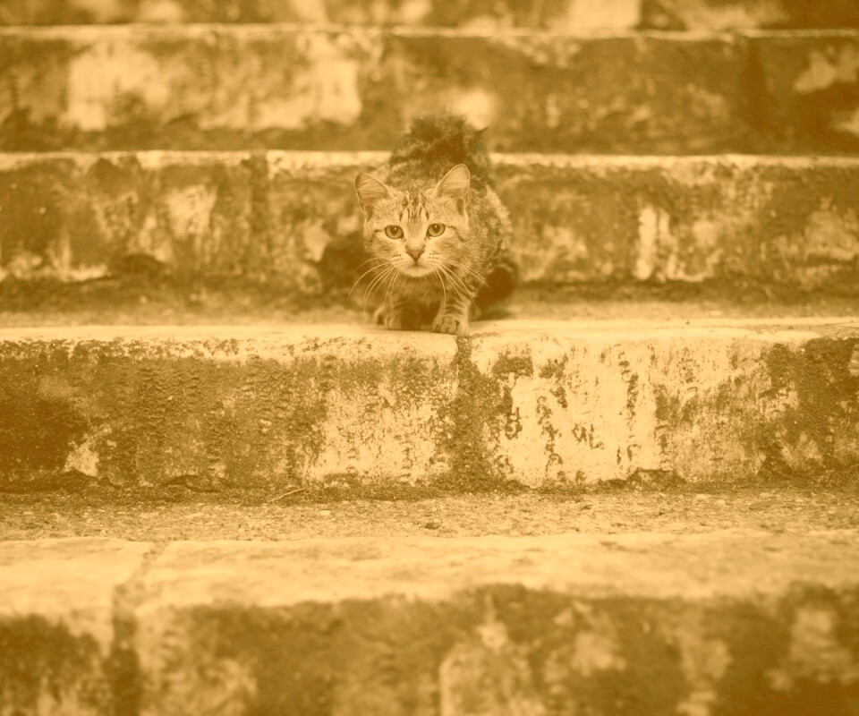 Растрепанная кошка на ступеньках лестницы обои