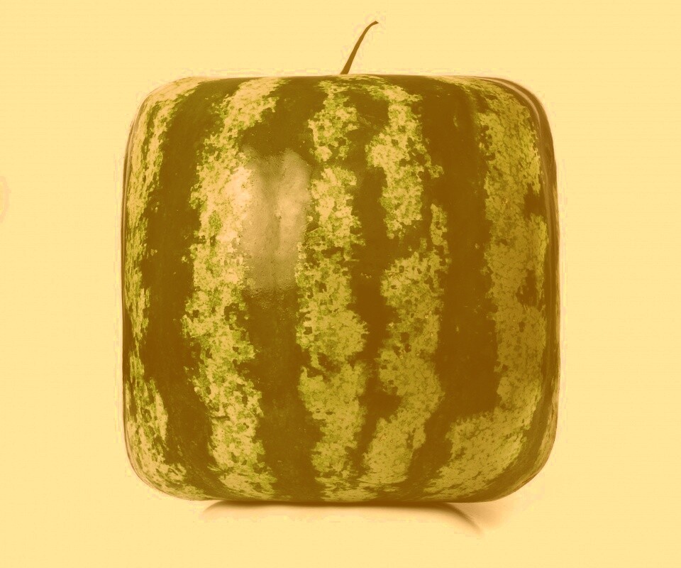 Квадратный арбуз обои