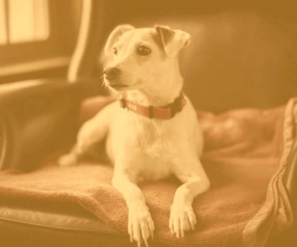 Собака на кресле обои