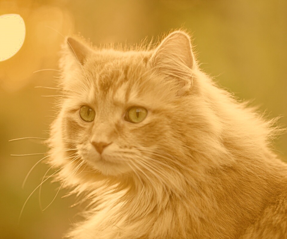 Рыжий кот в лучах солнца обои