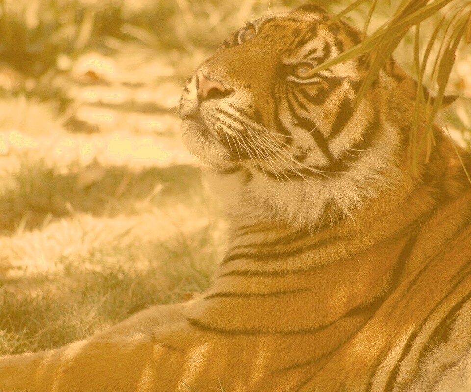 Отдыхающий в теньке хищник обои