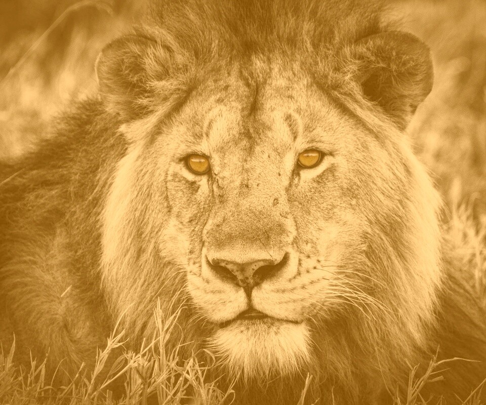 Гордый лев с горящими глазами обои