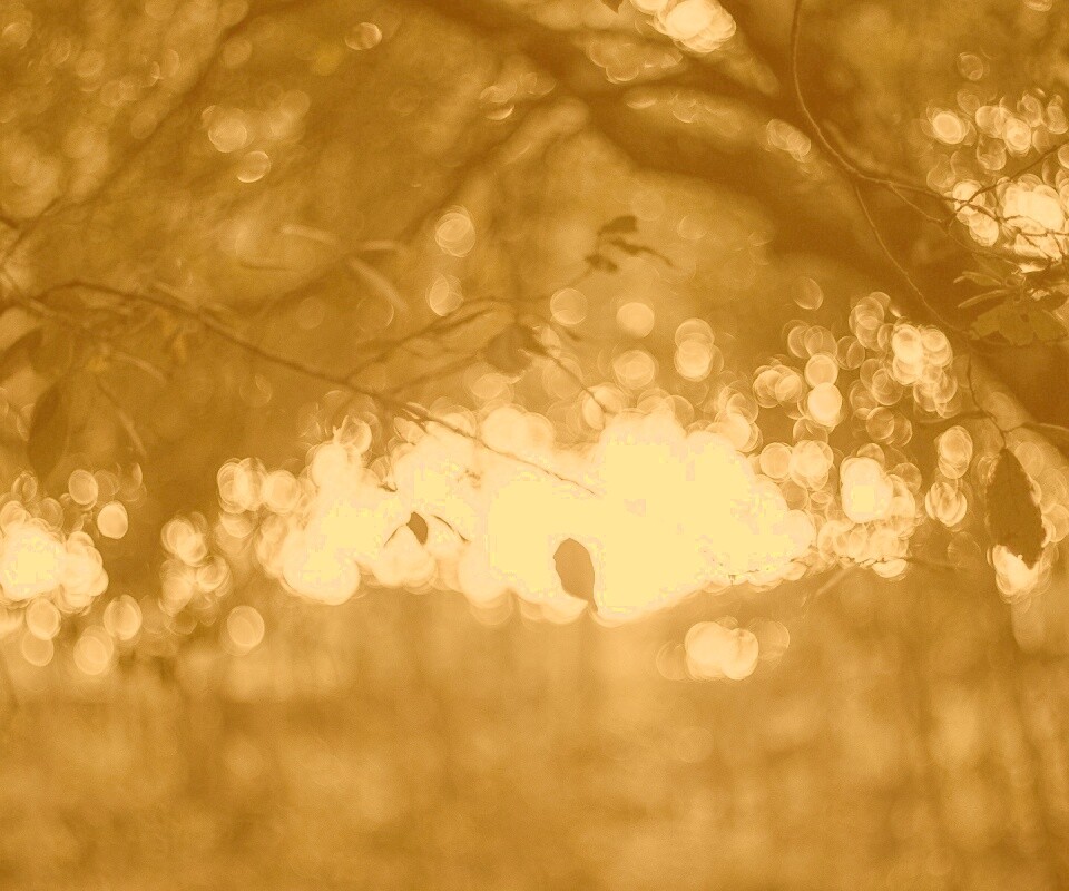 Размытый свет в парке обои