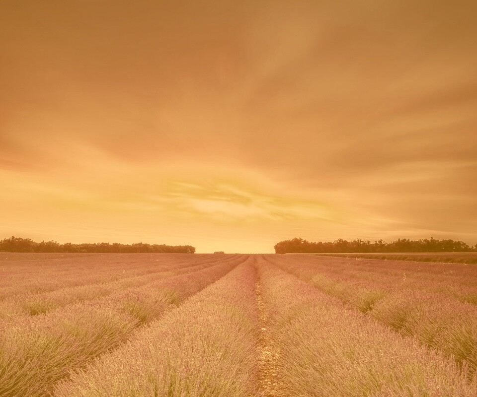 Поле фиолетовых цветов на закате обои