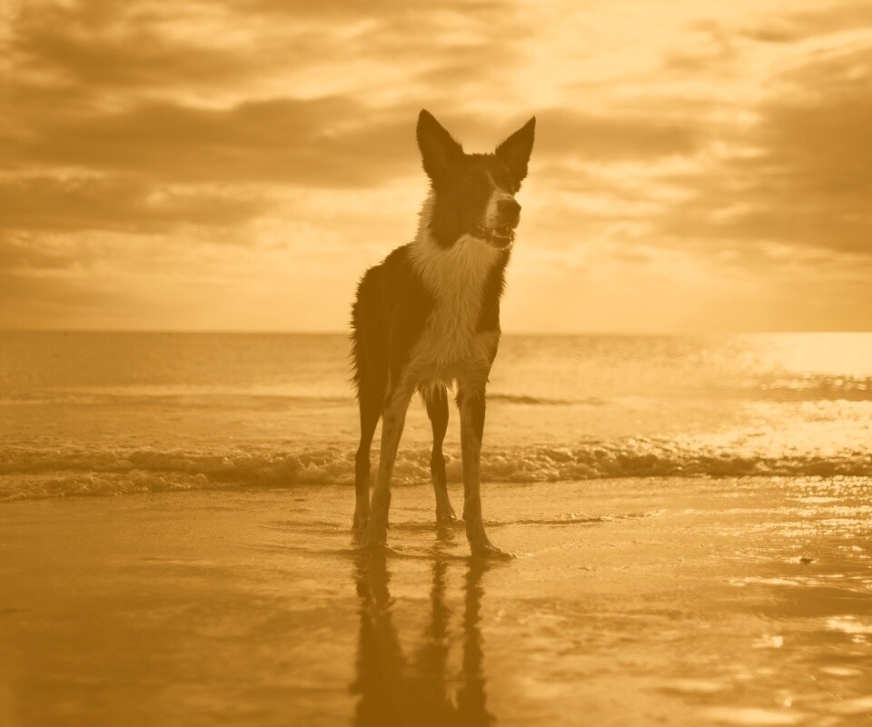 Собачка на пляже обои