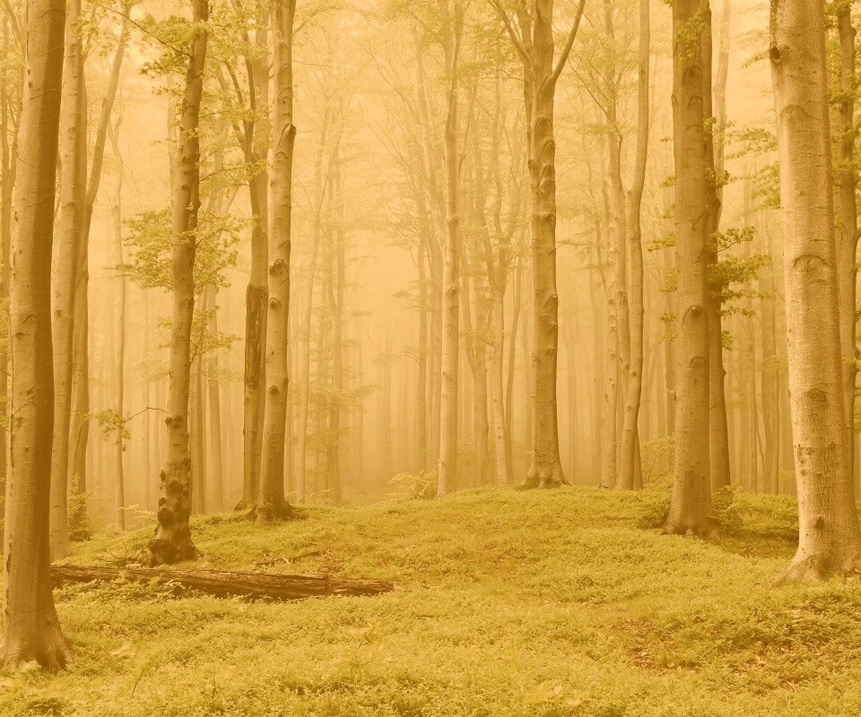 Опушка осинового леса обои