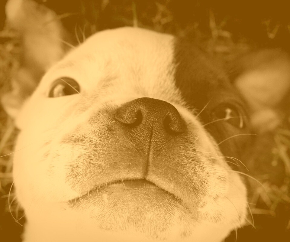 Бостонский терьер обои