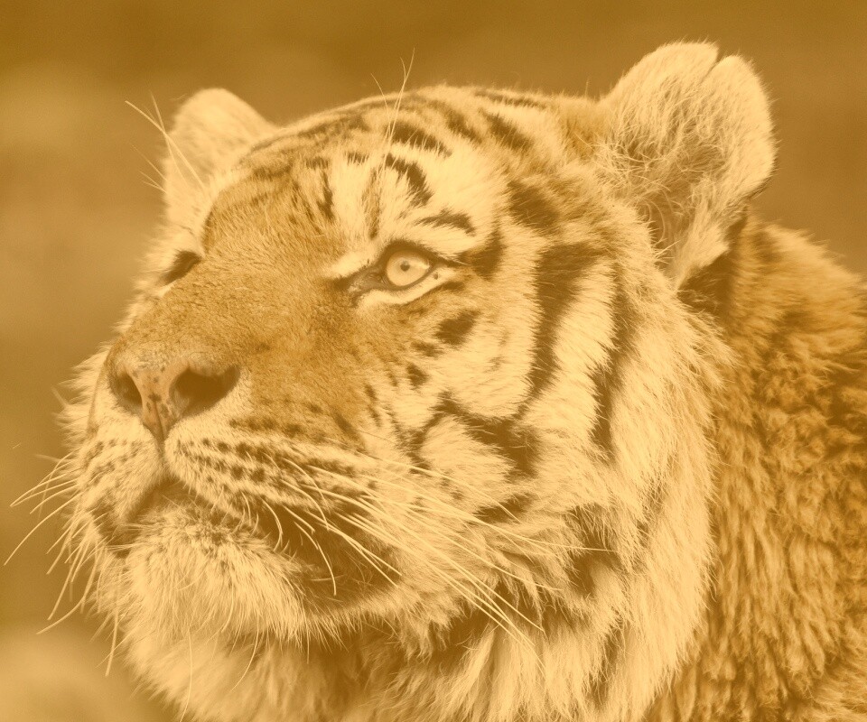 Амурский тигр обои