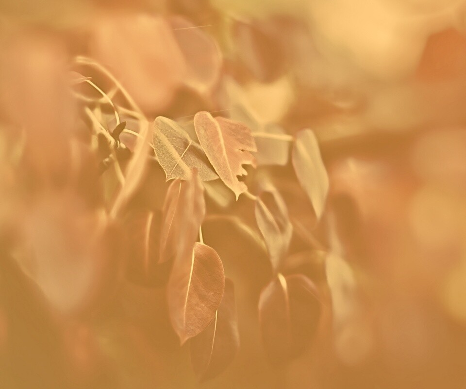 Фиолетовые листья обои