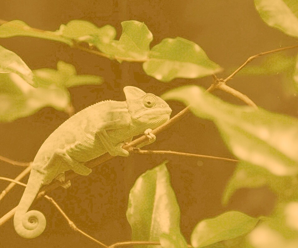 Хамелеон в листве обои