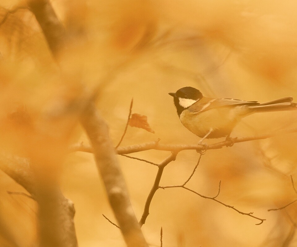Синичка в желтой листве обои