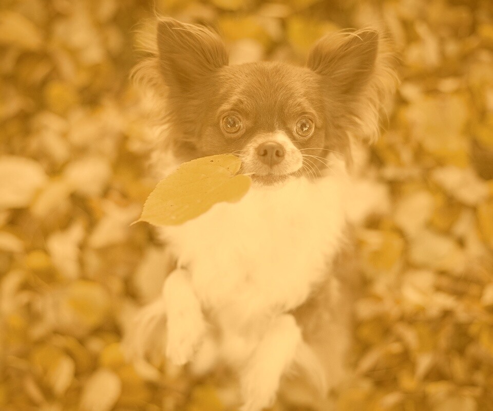 Собачка с листиком в зубах обои
