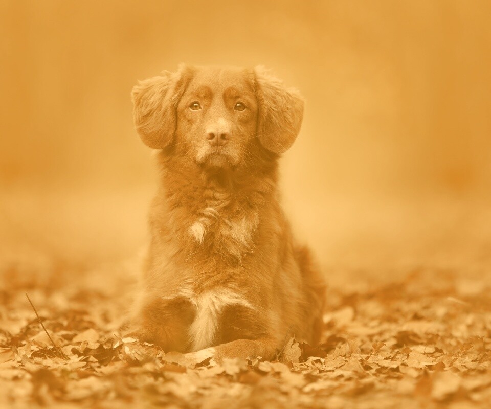 Осенний пес обои