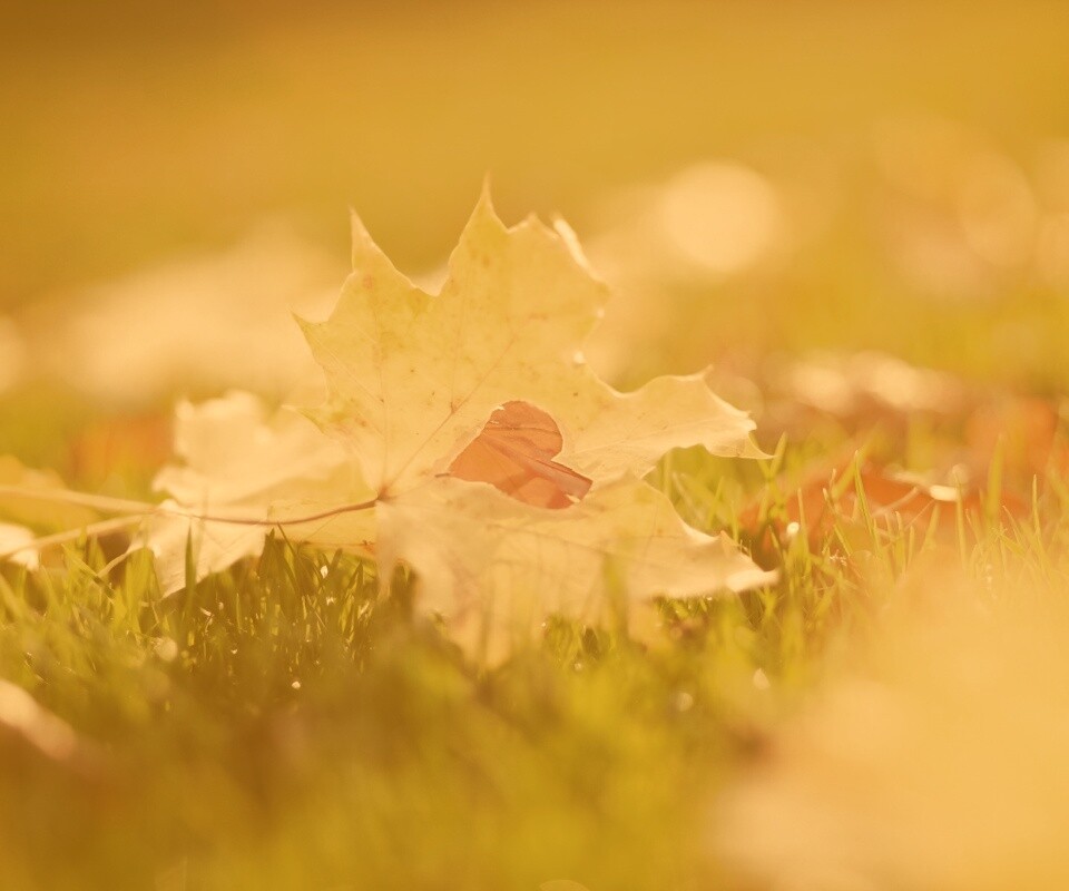 Листик в форме сердца обои