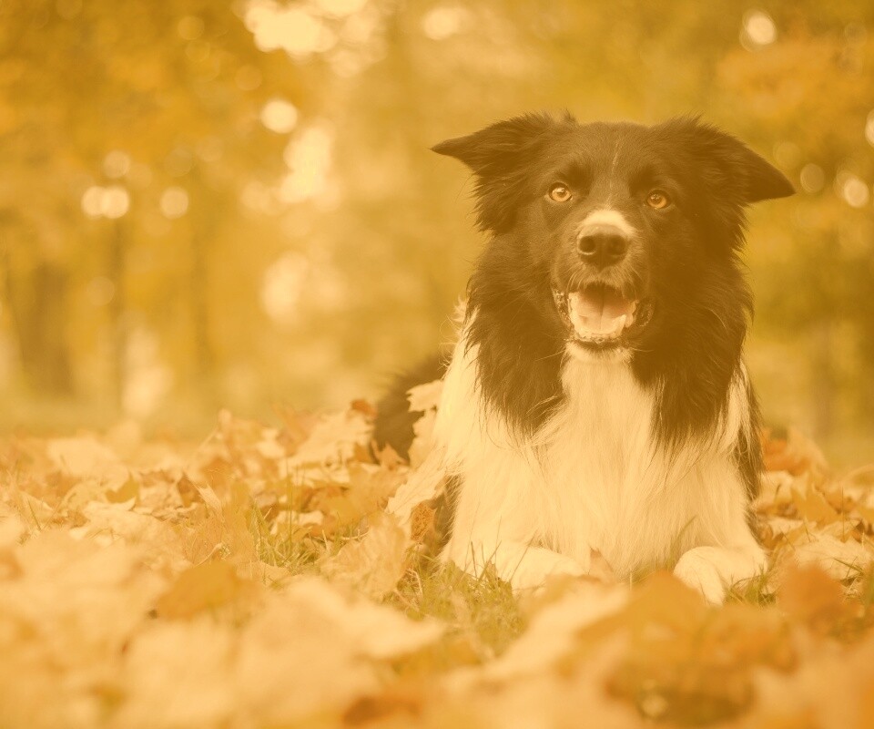 Пес среди листвы обои