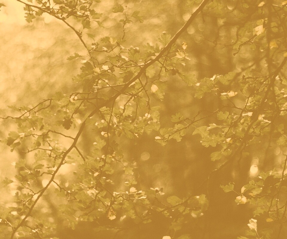 Дубовая зеленая листва обои