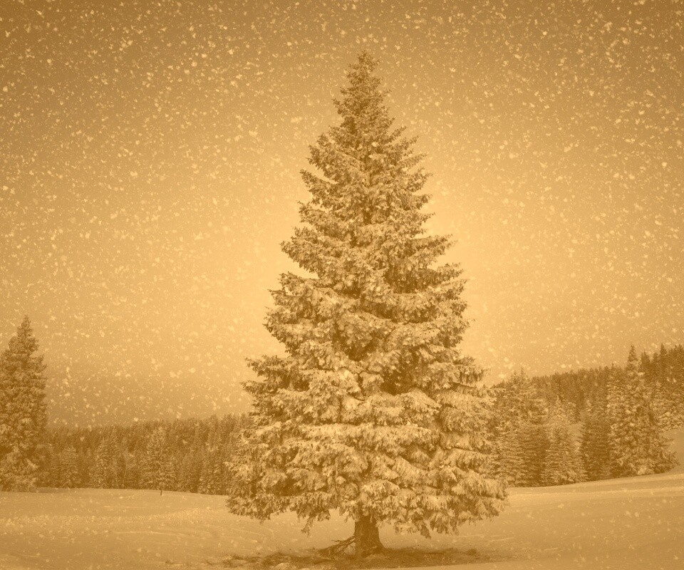 Ель в снегопад обои