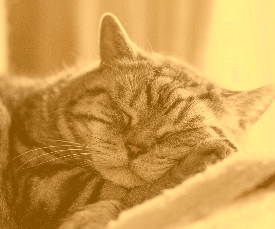 Спящий кошак обои
