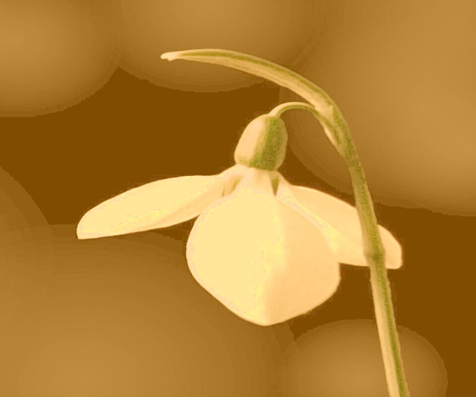 Белый цветок обои