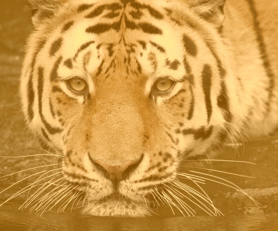 Купание тигра обои