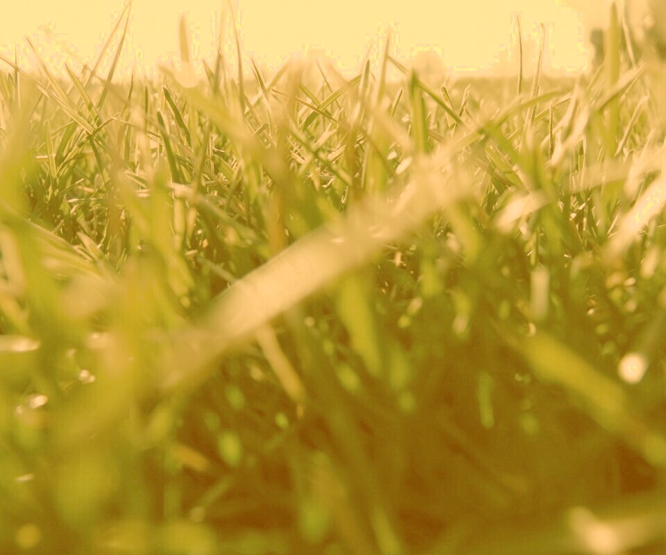 Трава обои