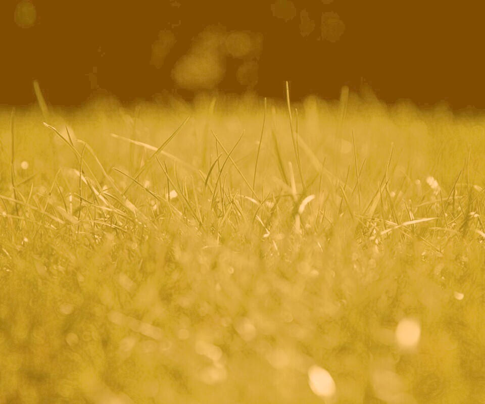 Трава обои