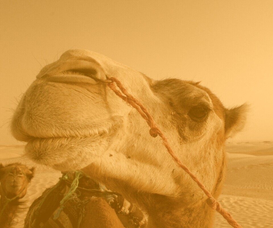 Верблюд обои