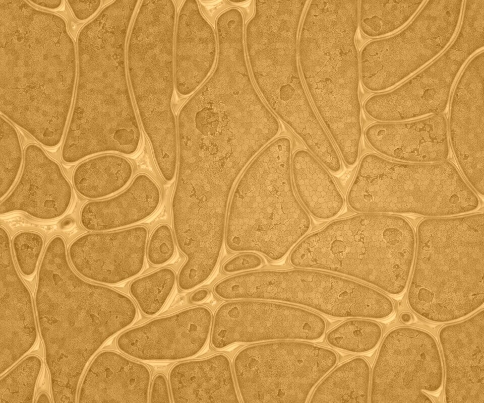 Абстрактные обои обои