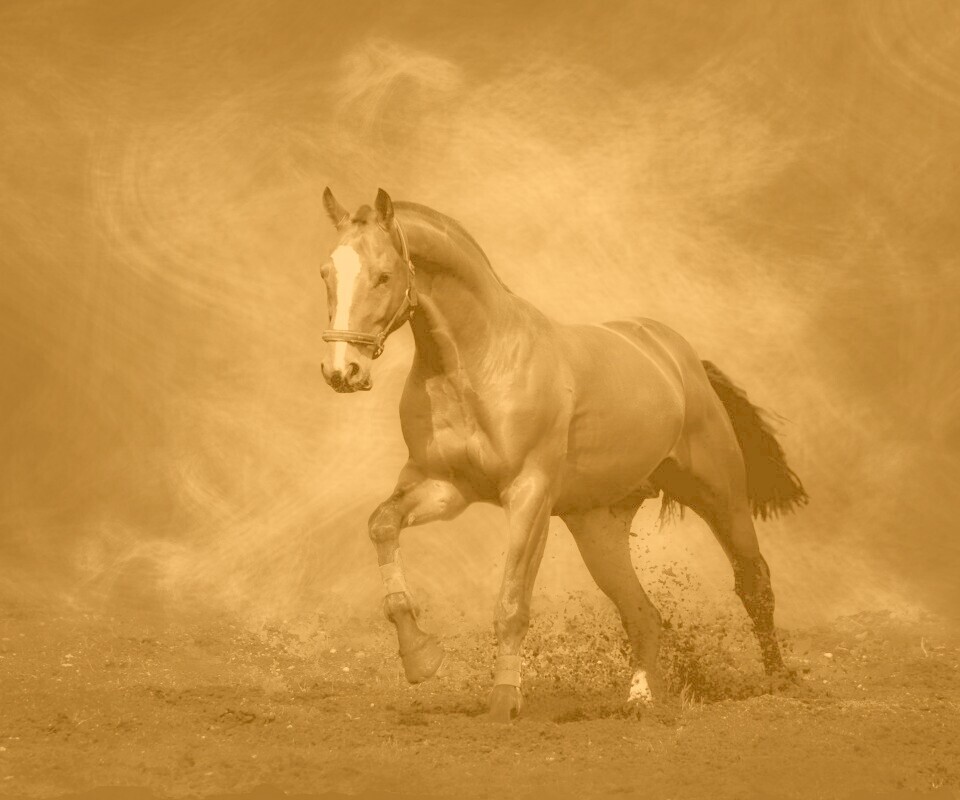 Лошадь обои