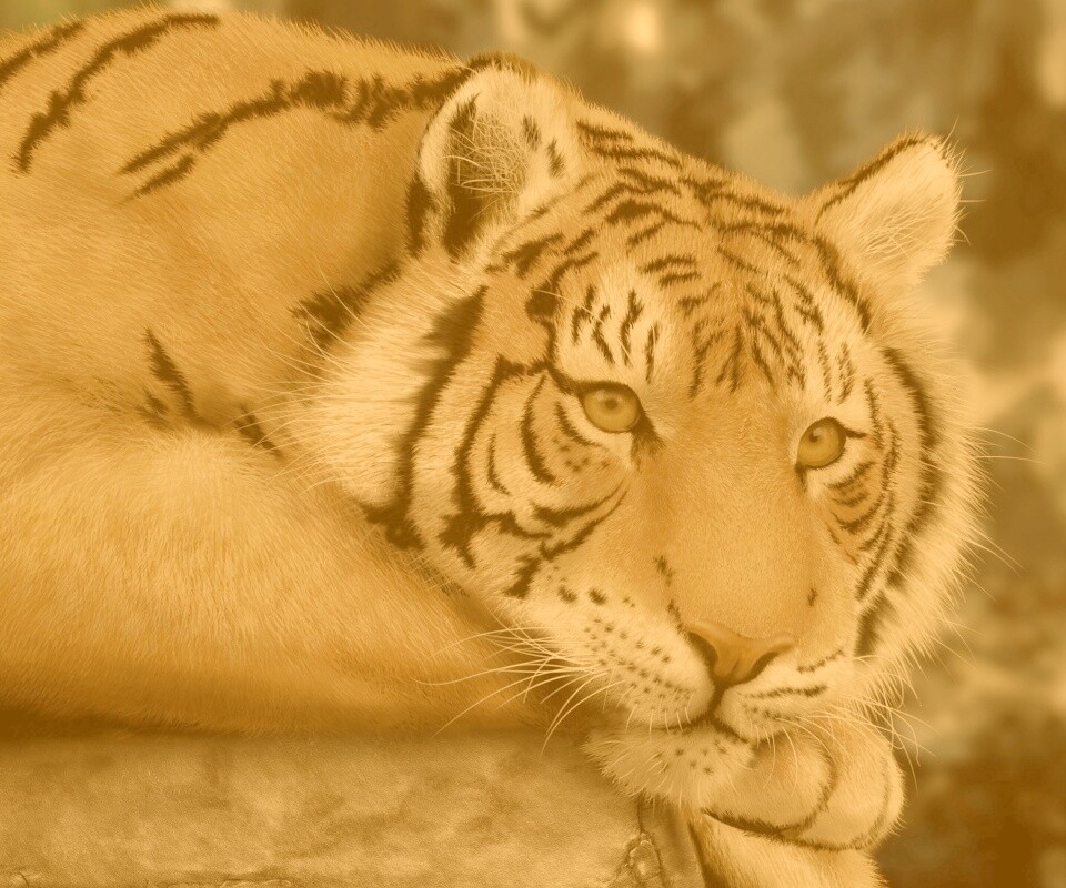 Грустный тигра обои