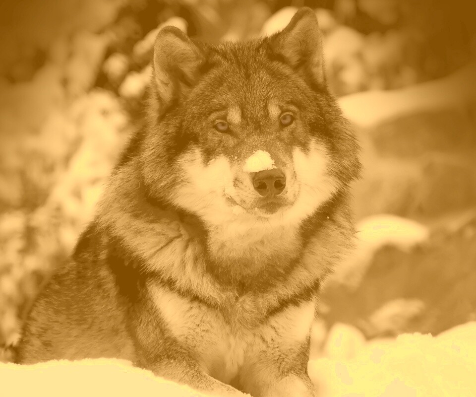 Волк с синими глазами обои