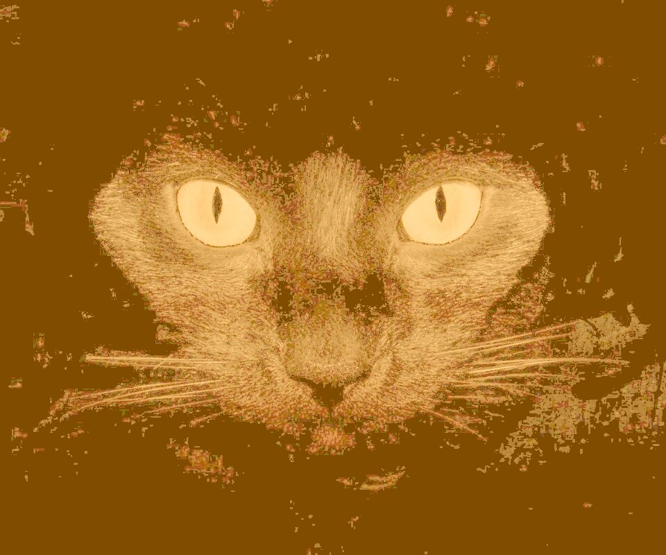 Черный кот обои