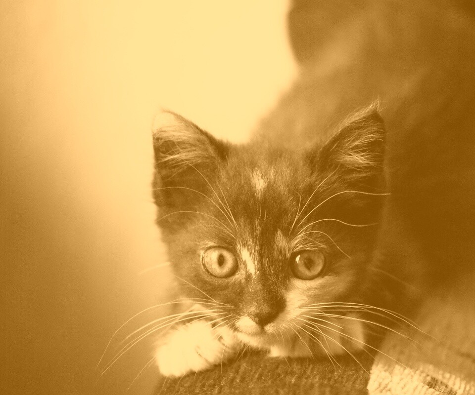 Котёнок обои
