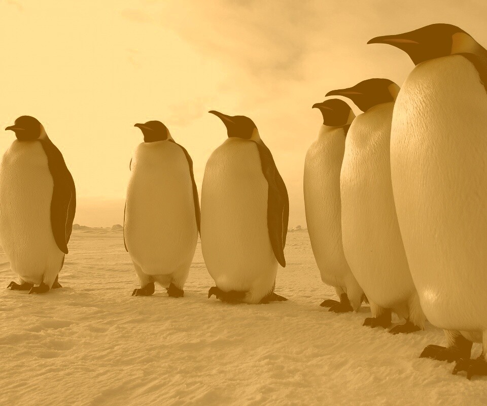 Слет пингвинов обои