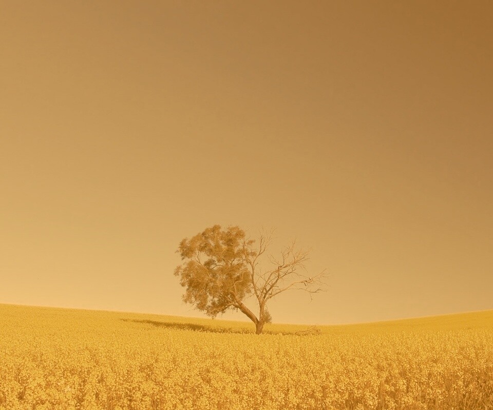Дерево в поле обои