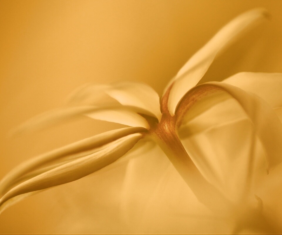 Цветок обои