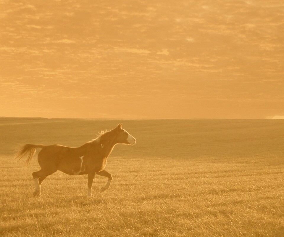 Мустанг обои