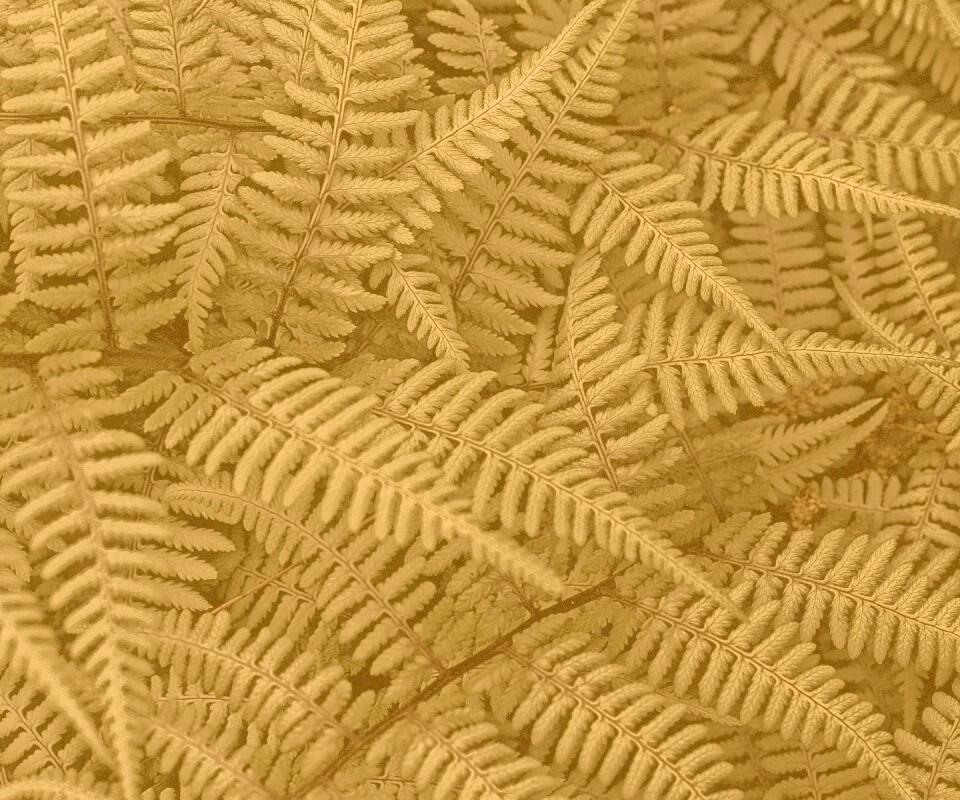 Папоротник обои