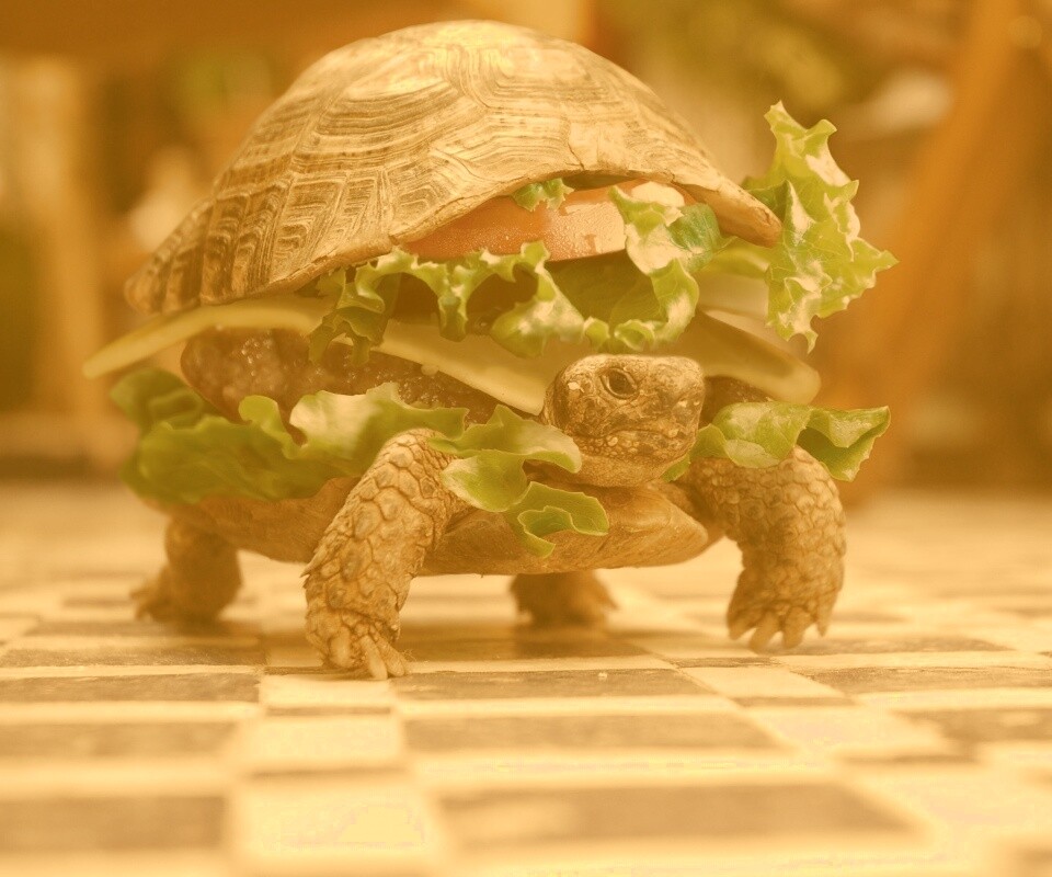 Черепахбургер обои
