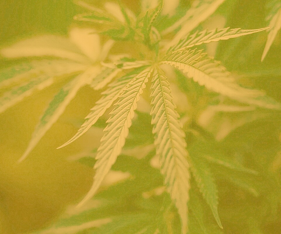 Марихуана обои