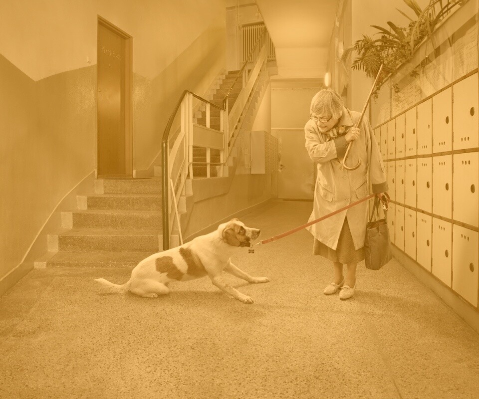 Непослушная собака обои