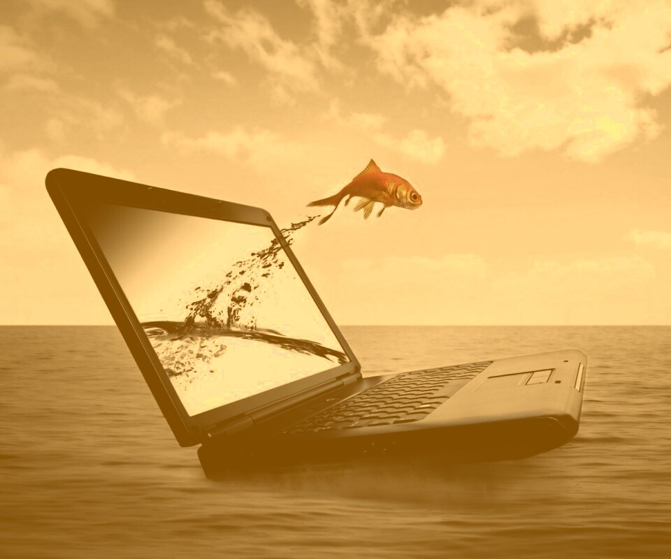 Золотая рыбка обои