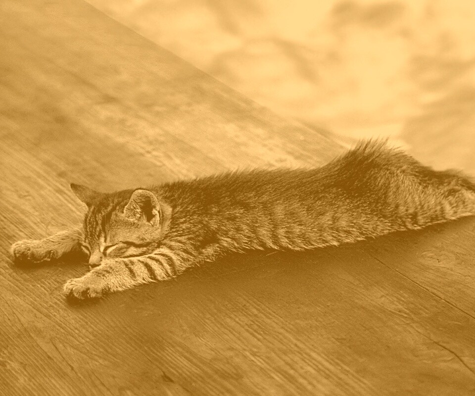 Растянувшийся кошара обои