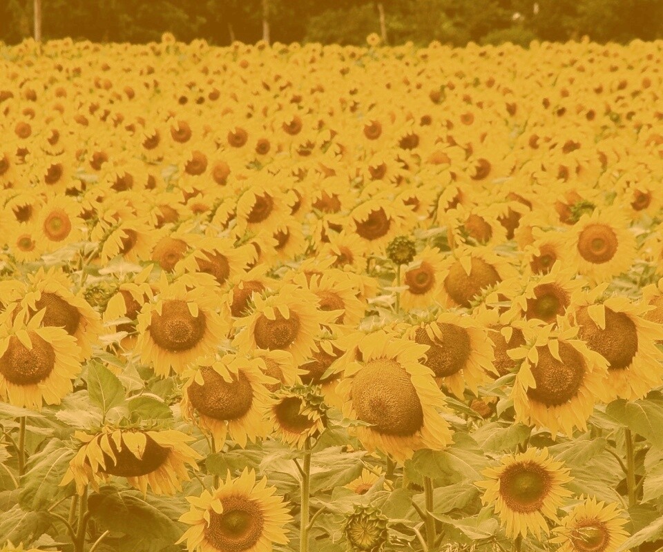 Поле подсолнухов обои