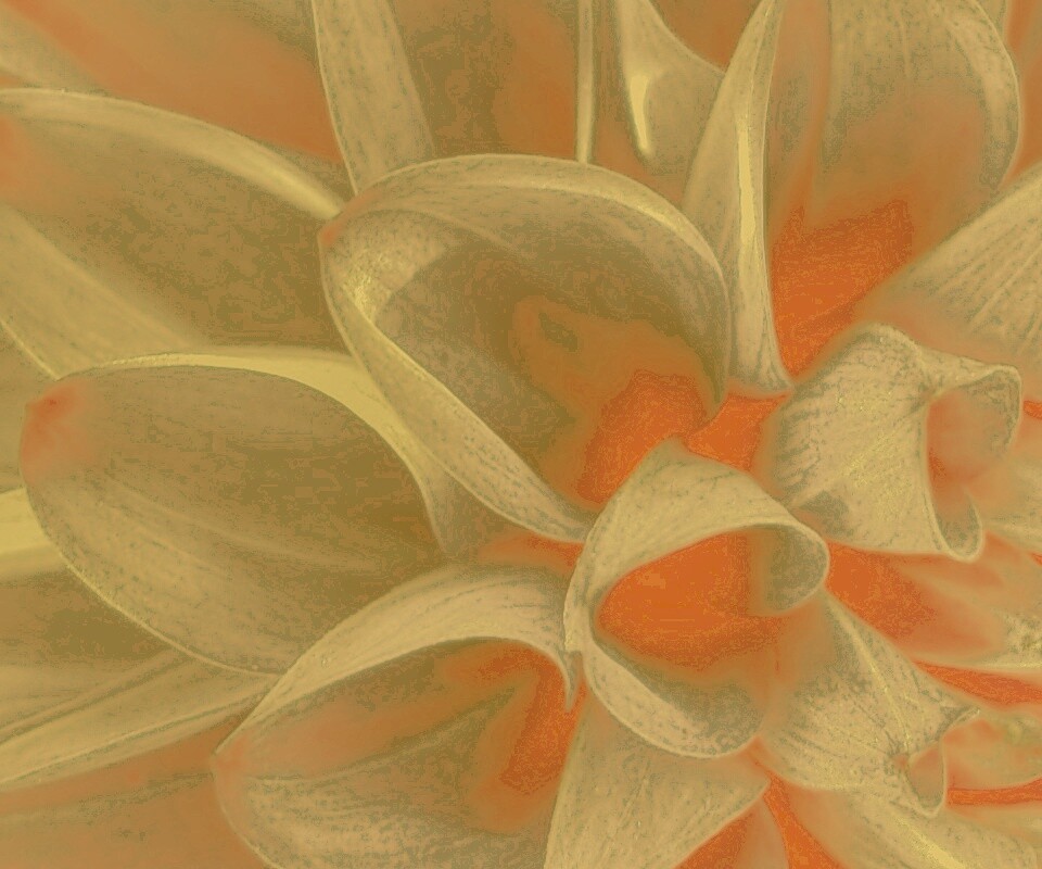 Лепестки обои